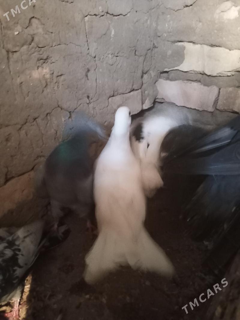 kepderi - Сакарчага - img 1