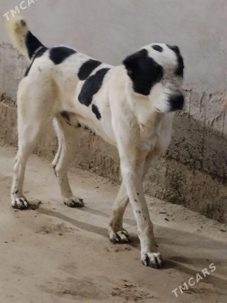 Алабай - Чарджоу - img 1