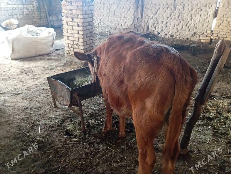 Gulajyn göle - Mary - img 1