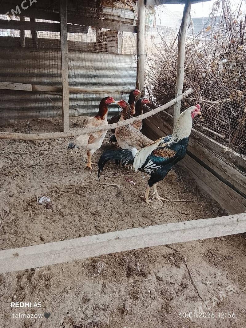 BAÝES HORAZ - Dänew - img 1