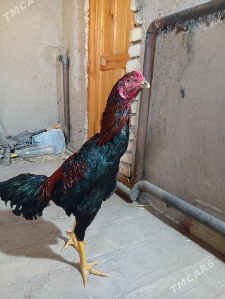 Horaz - Şabat etr. - img 1