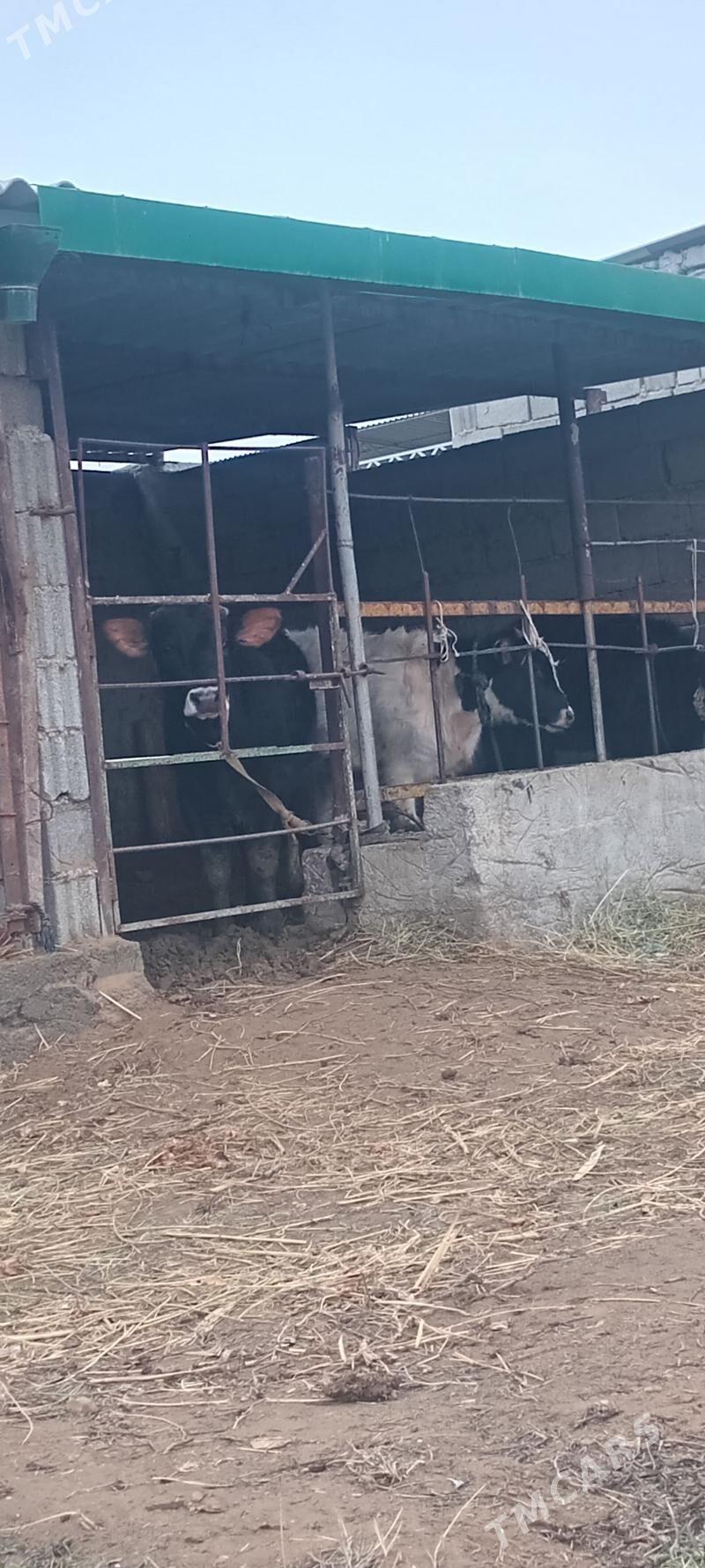 öküz tüwe - Анев - img 1