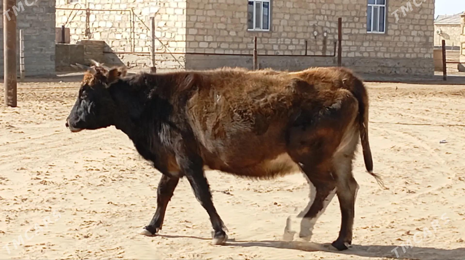 Okuz - Etrek - img 1