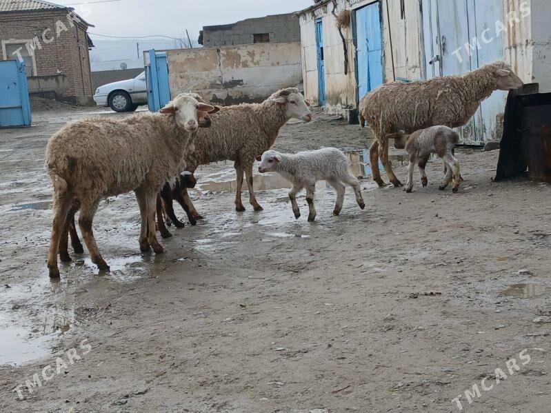 goyin - Bäherden - img 1