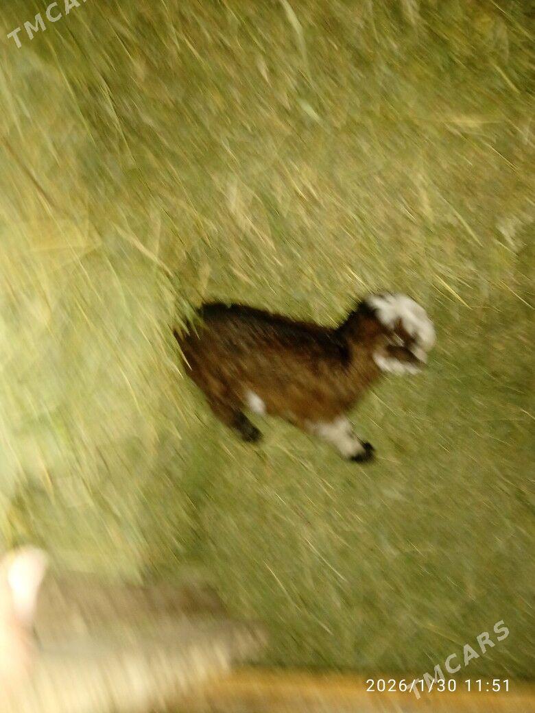 Owlak - Гызыларбат - img 1