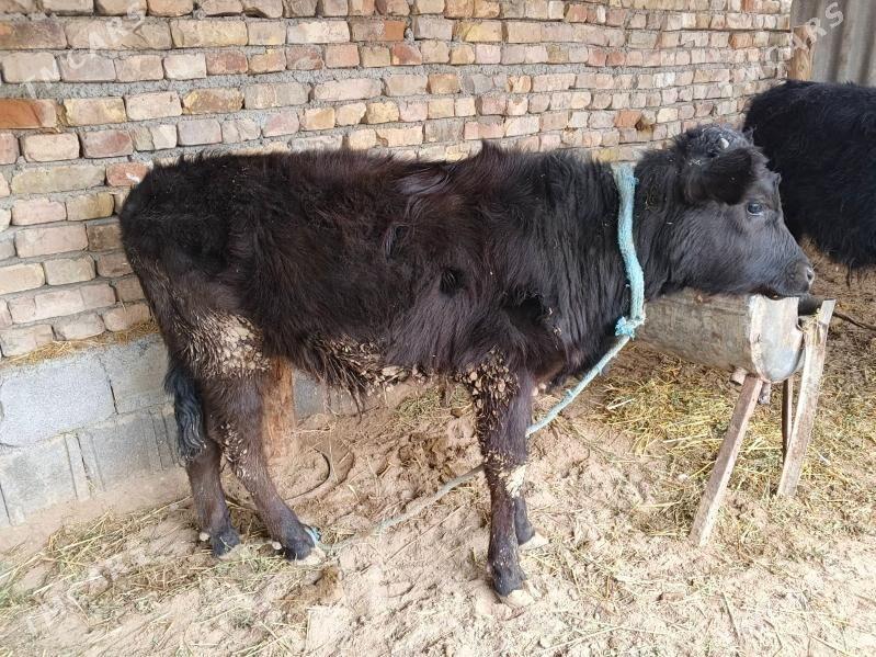 okuz - Кипджак - img 1