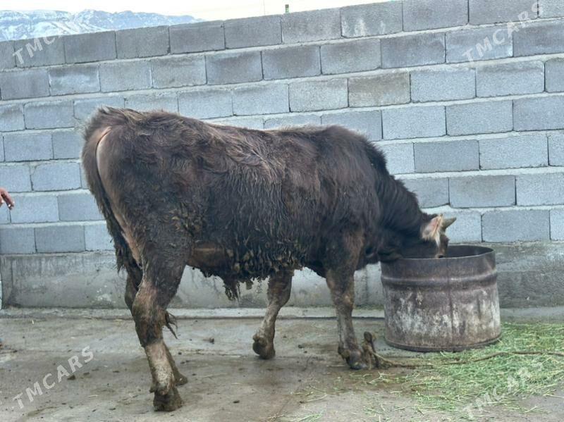 okuz - Ak bugdaý etraby - img 1