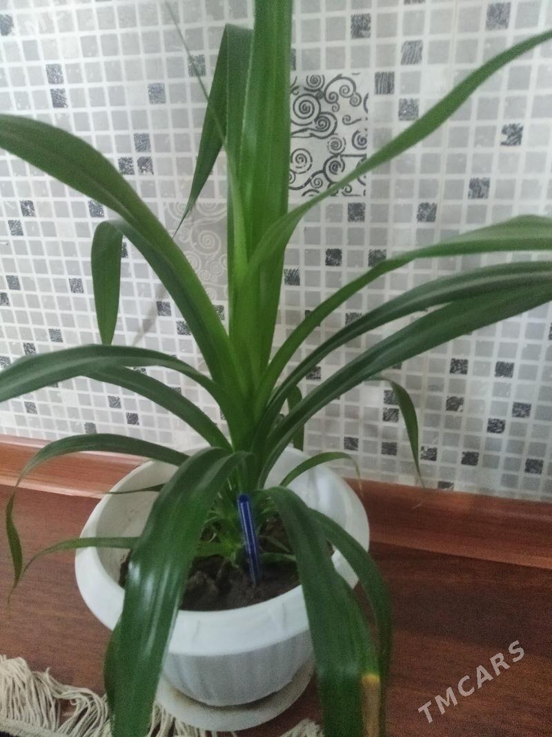 Otyg gulleri - Balkanabat - img 1