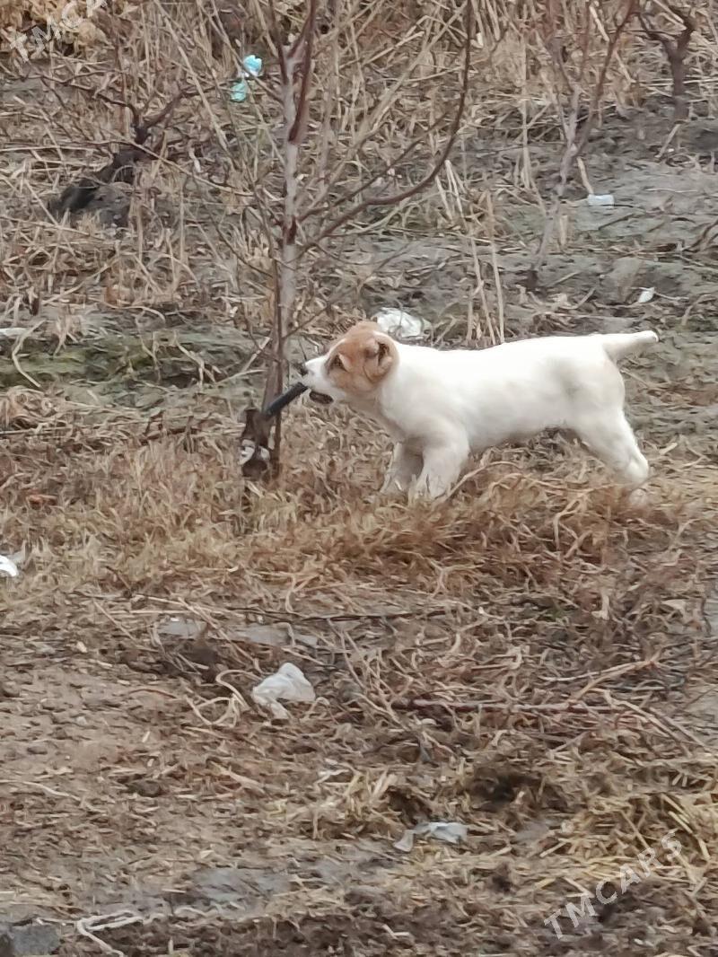 Alabay - Gökdepe - img 1