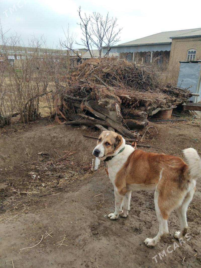 Gaplan - Векильбазар - img 1