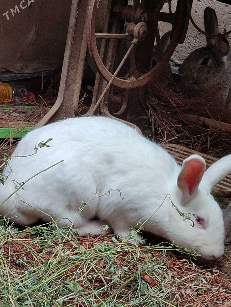 pol welikan - Sakar - img 1