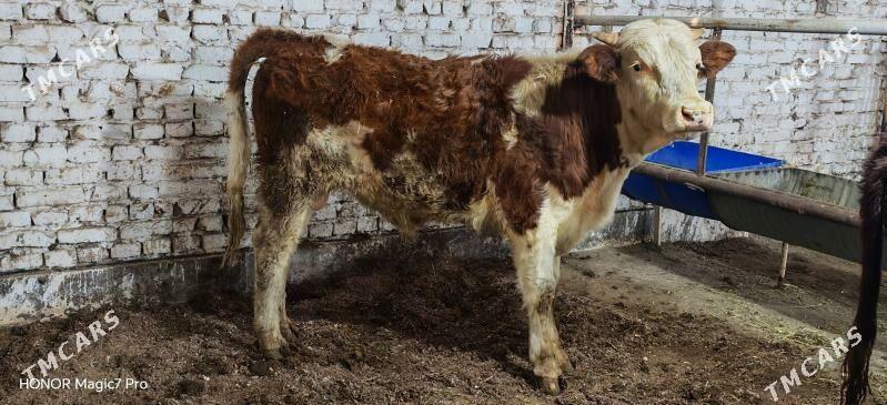 Симентал окуз - Туркменабат - img 1