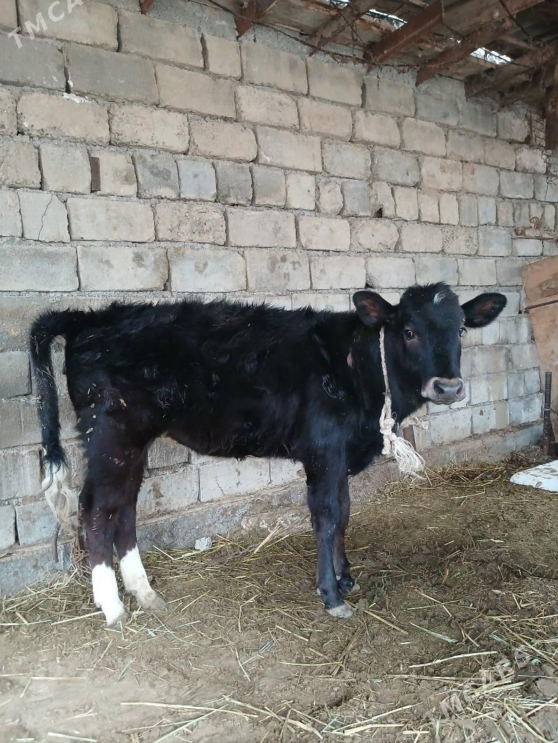 tüwe - Çoganly - img 1