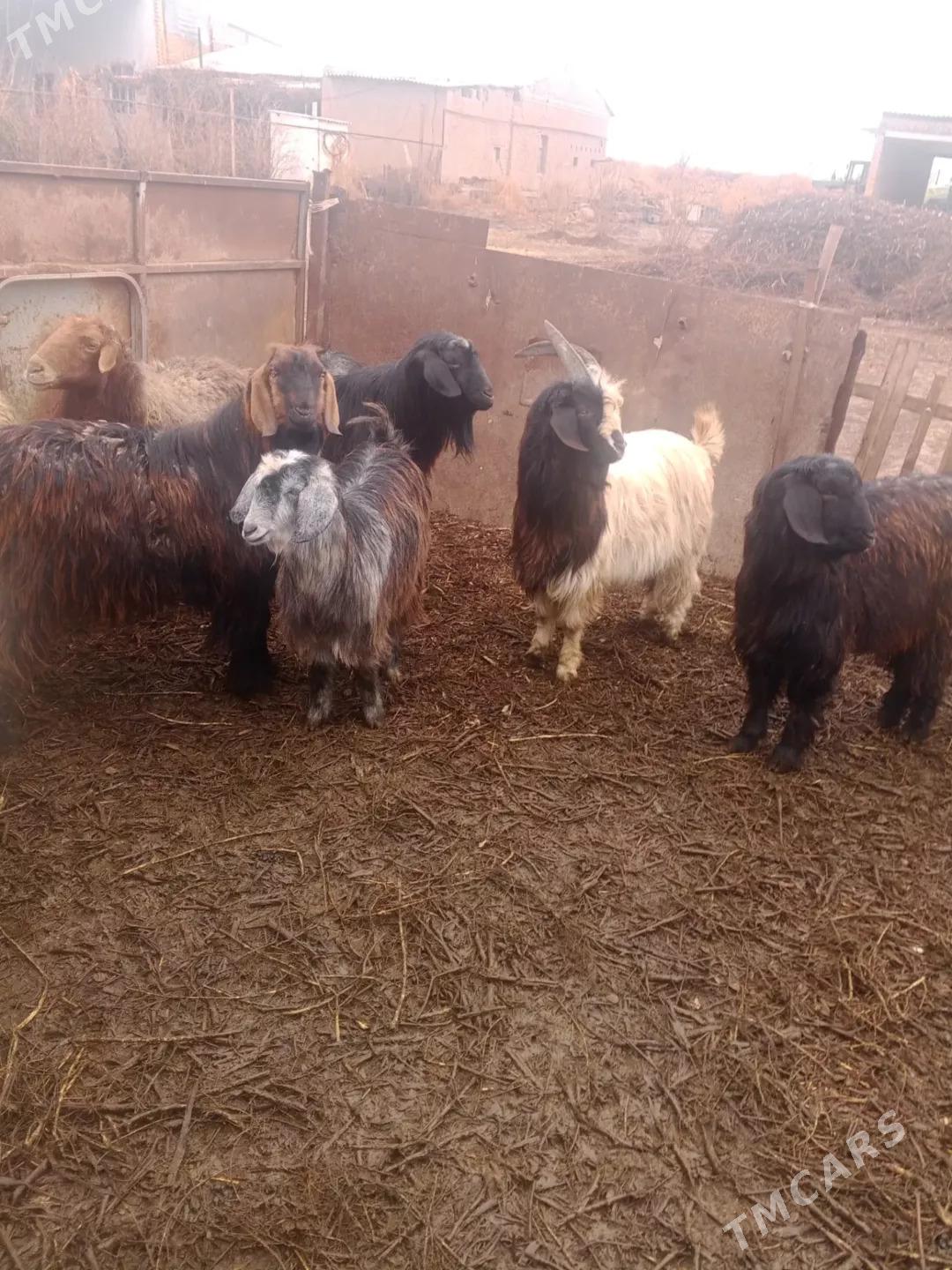 teke - Чарджоу - img 1