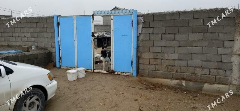 йашайш жай - Бузмеин - img 1