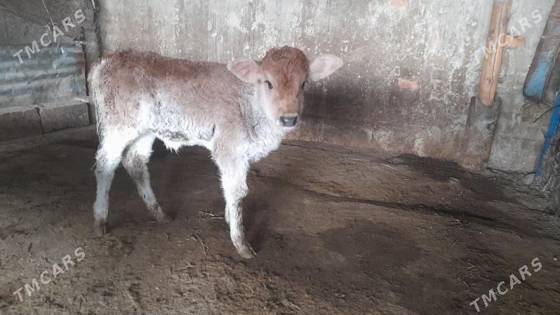 goleli sygyr - Bäherden - img 1