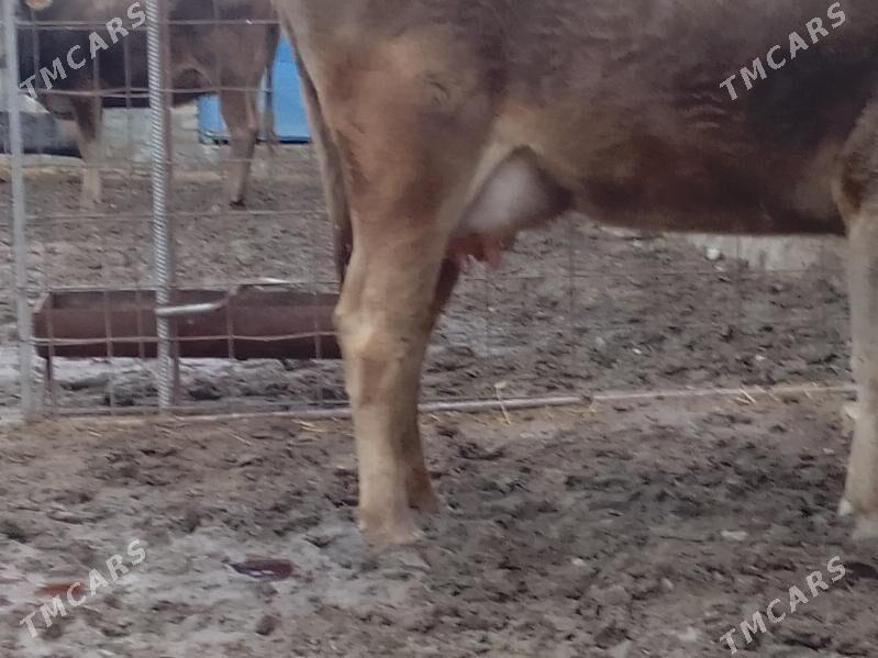 сыгыр - Берекет - img 1