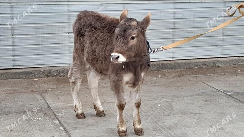 Tuwe gole - Ак-Бугдайский этрап - img 1