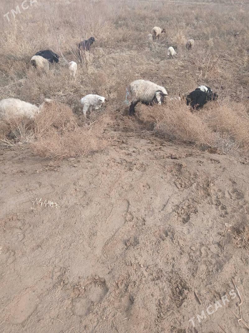 Akja guzuly goýunlar - Мургап - img 1