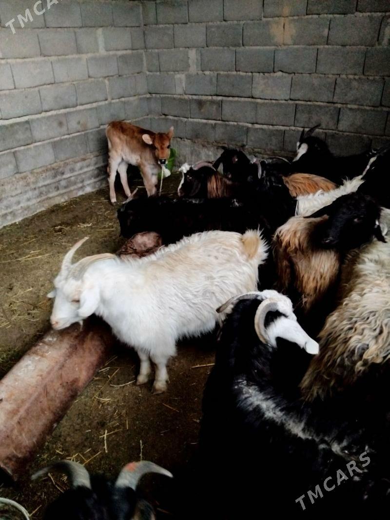 Cebiş işşek mallar bar. - Гызыларбат - img 1