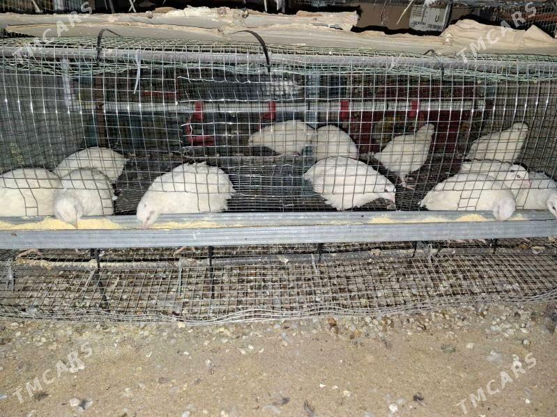 Bedene yumurtga - Гумдаг - img 1