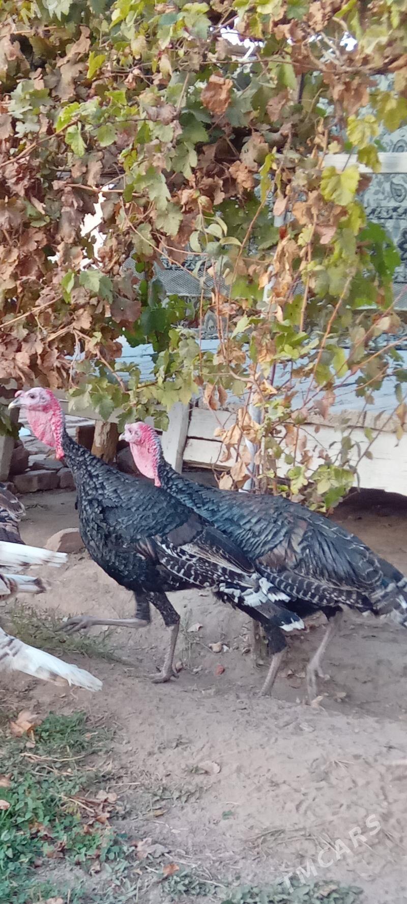 lnduk Horaz - Mary - img 1