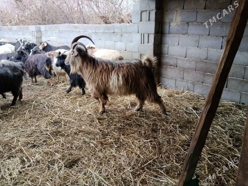 teke - Бахарден - img 1