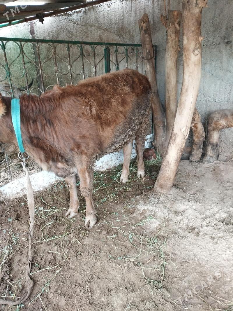 tuwe - Кëши - img 1