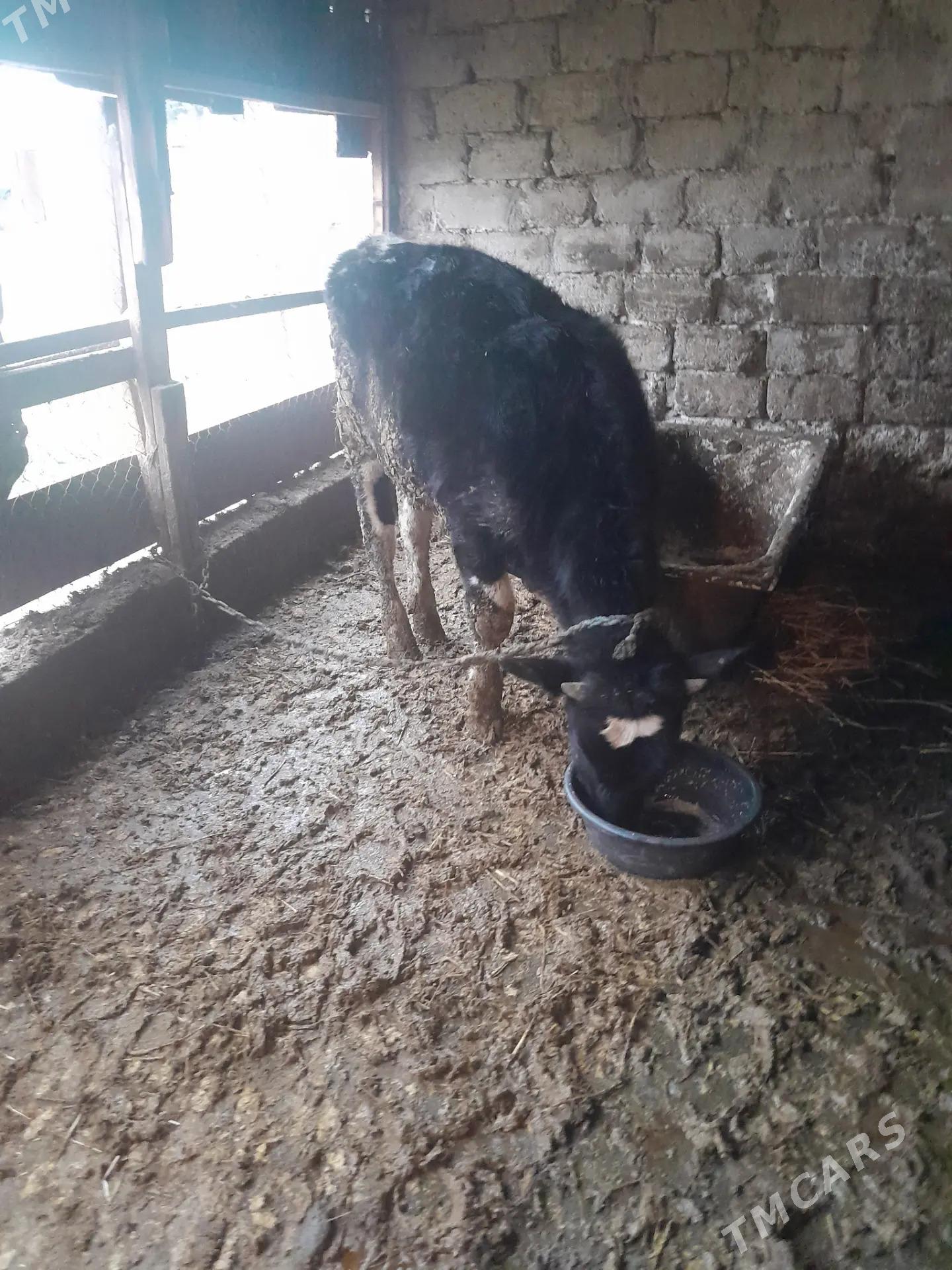 Gole - Кипджак - img 1