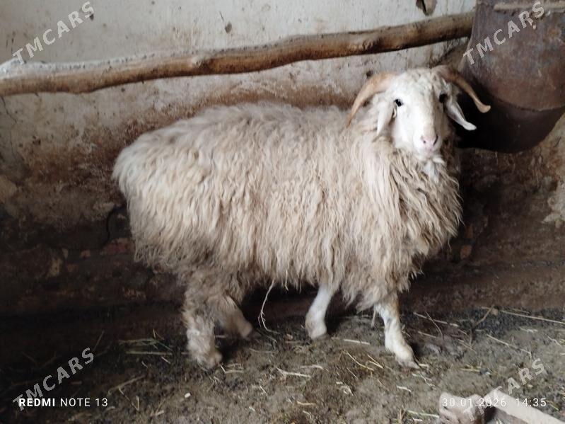 ak kockar. - Чарджоу - img 1