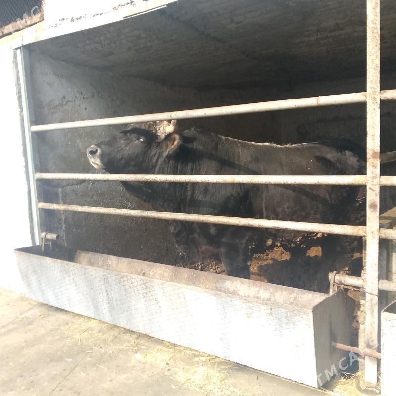 Bakylan okuz - Ашхабад - img 1