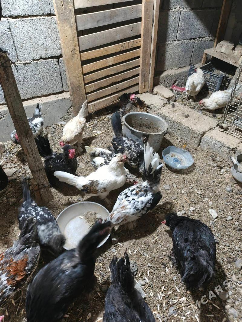 karlyk towuk - Гарадамак - img 1