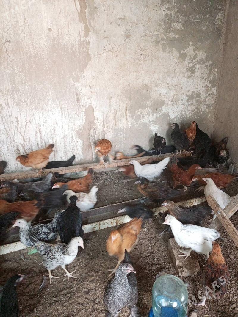 Barma Jüýje - Мургап - img 1