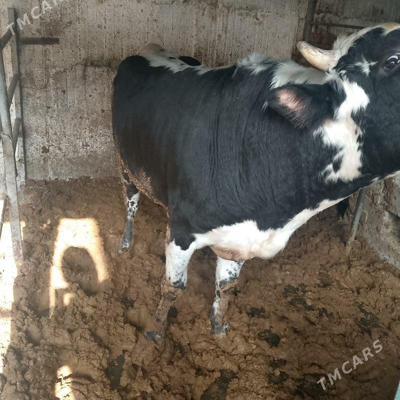 Bakylan okuz - Ашхабад - img 1