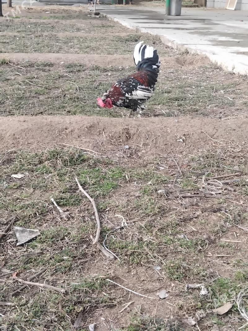 karlik horaz - Тязе заман - img 1