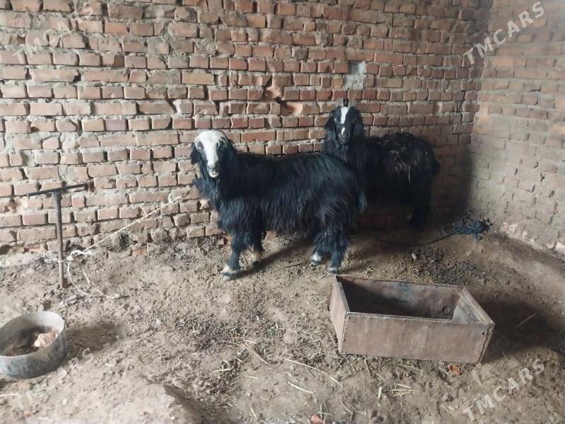 2sany erkeç - Бахарден - img 1