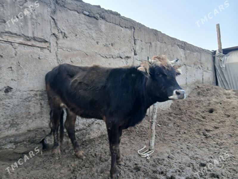 tuwe - Aşgabat - img 1