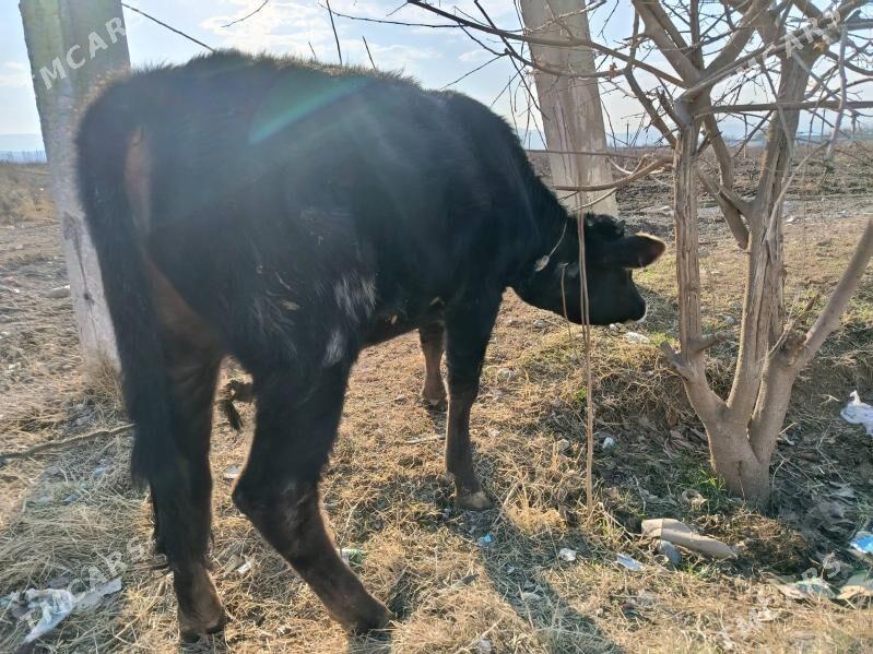 Öküz - Ялкым - img 1