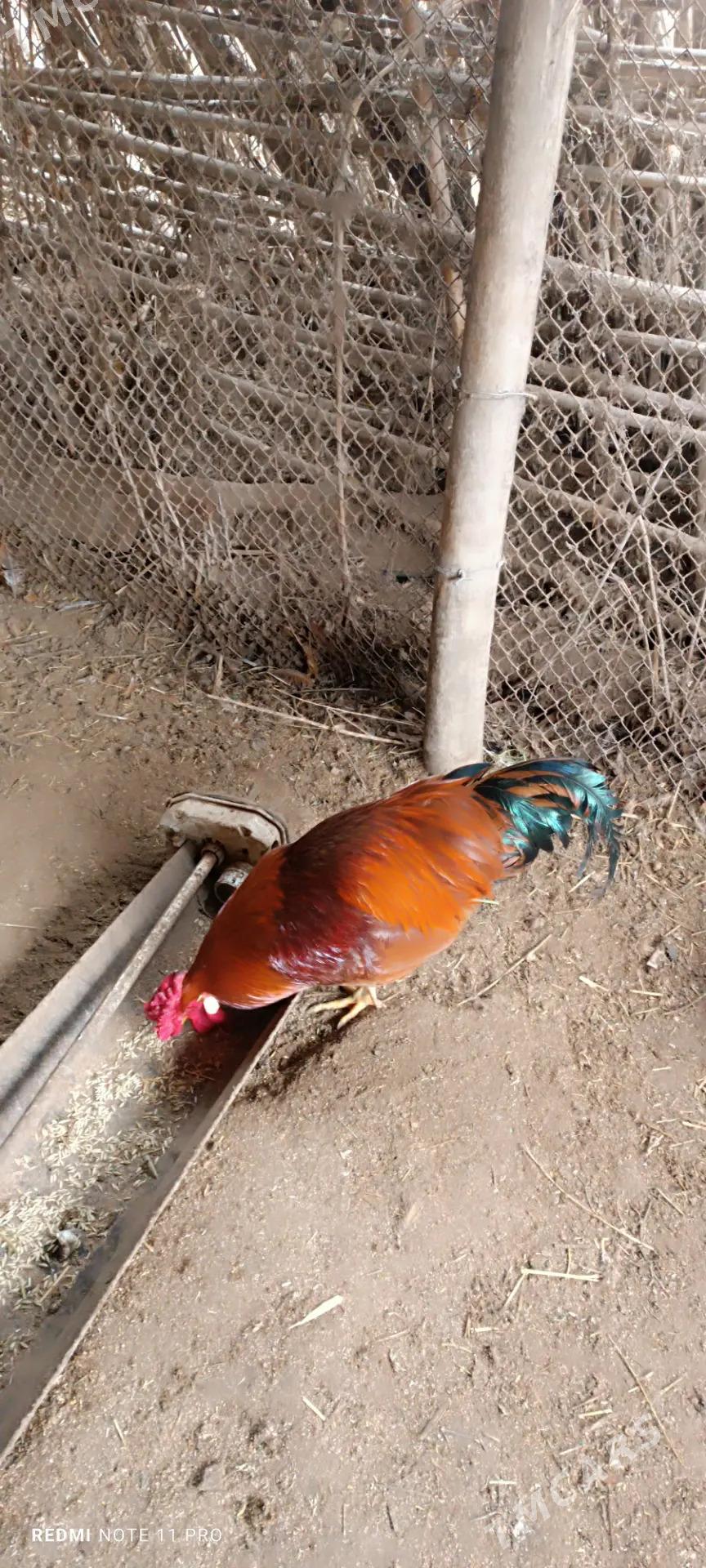 Horaz. towuk - Tejen - img 1