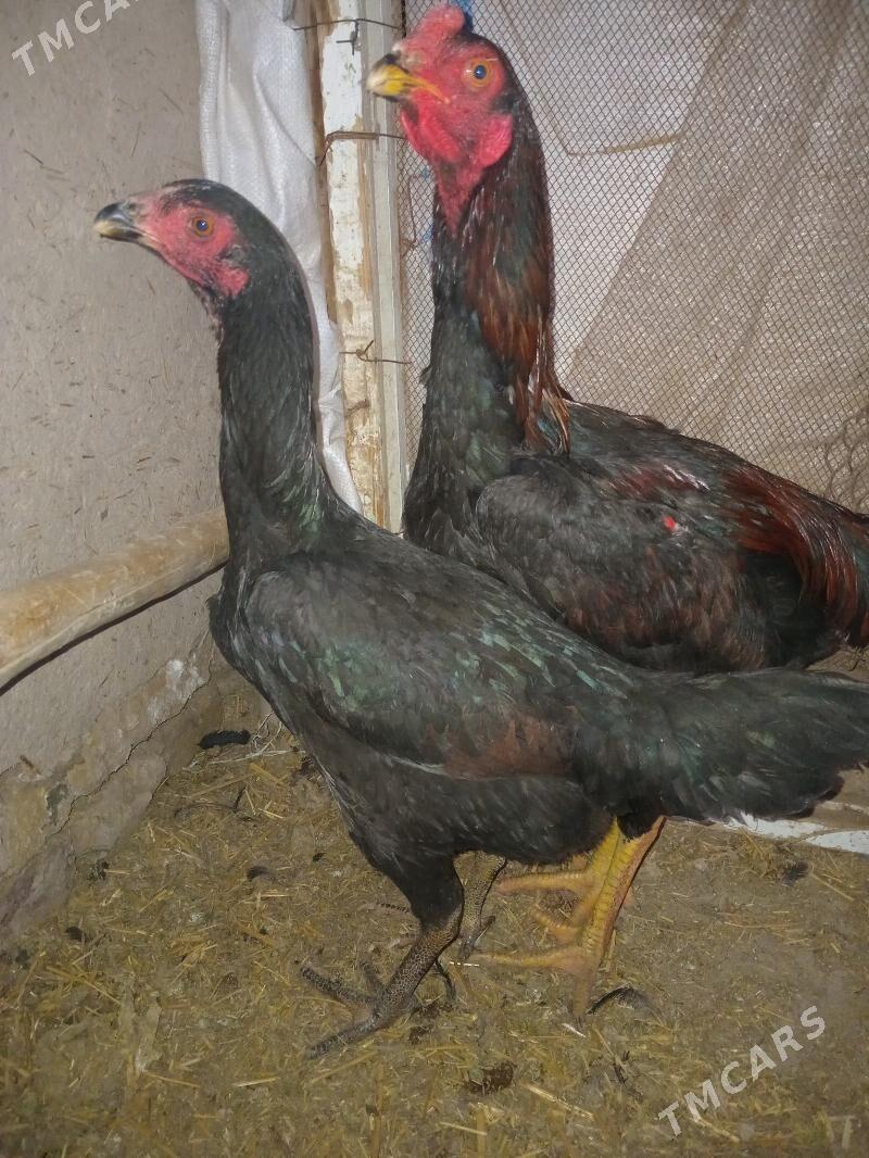 Horoz - Гороглы (Тагта) - img 1