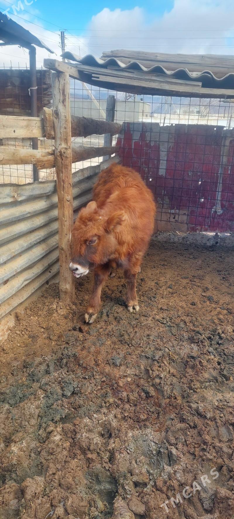 göle gaçar - Балканабат - img 1