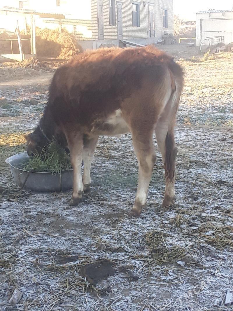 sygyr - Гёкдепе - img 1