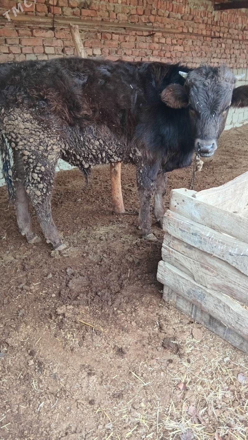 öküz - Бахарден - img 1