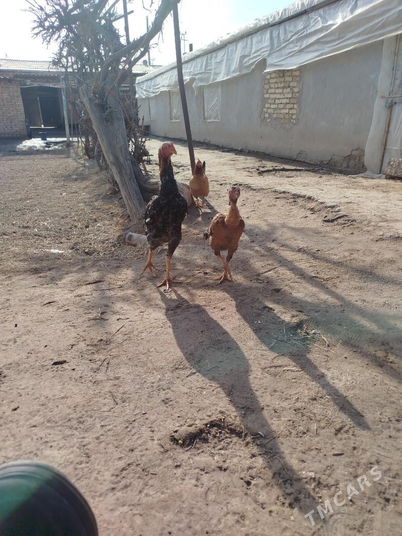 bayes - Чарджоу - img 1