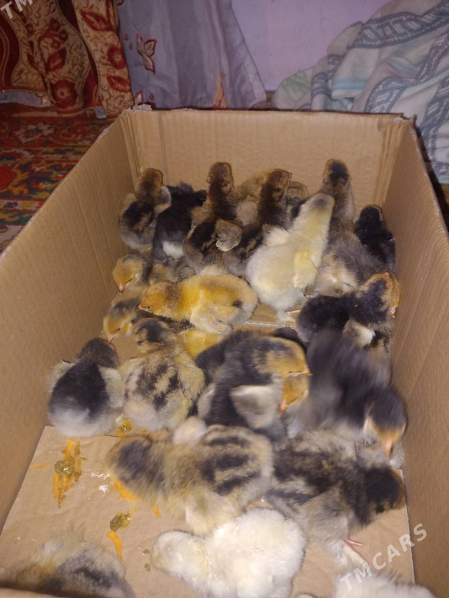 Brama laset - Кипджак - img 1