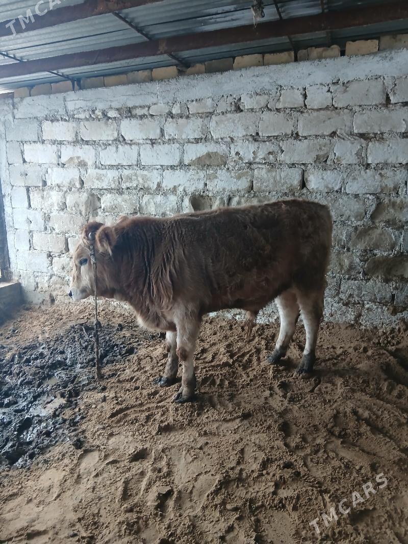 okuz - Gökdepe - img 1