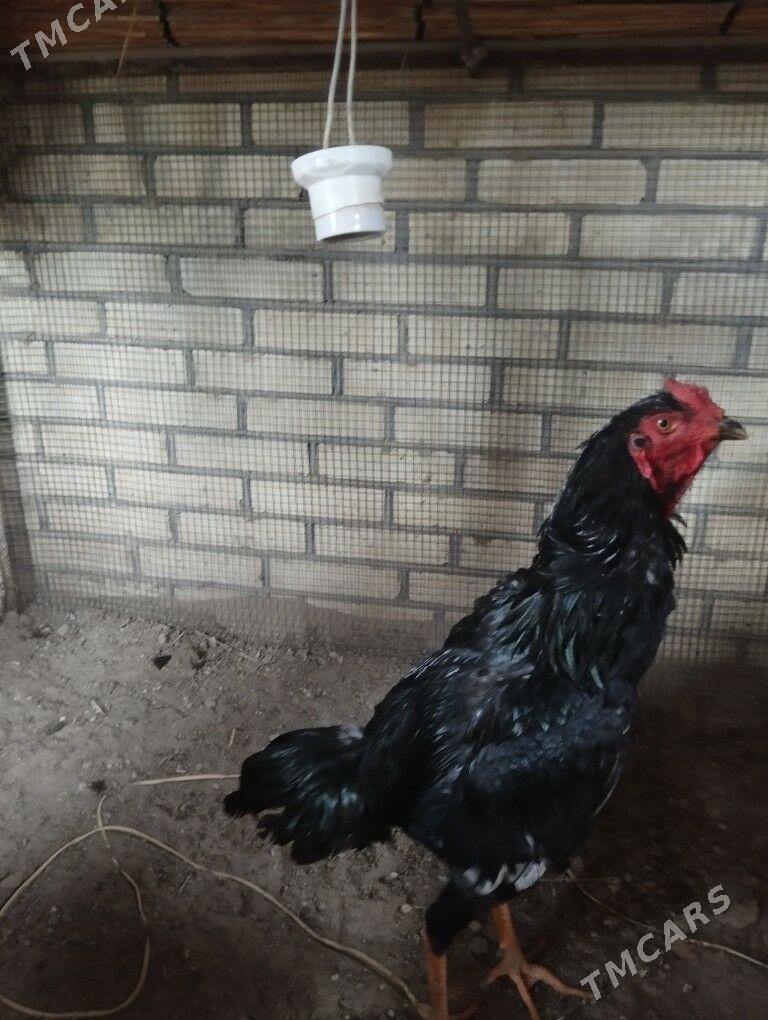 Horaz - Baýramaly - img 1