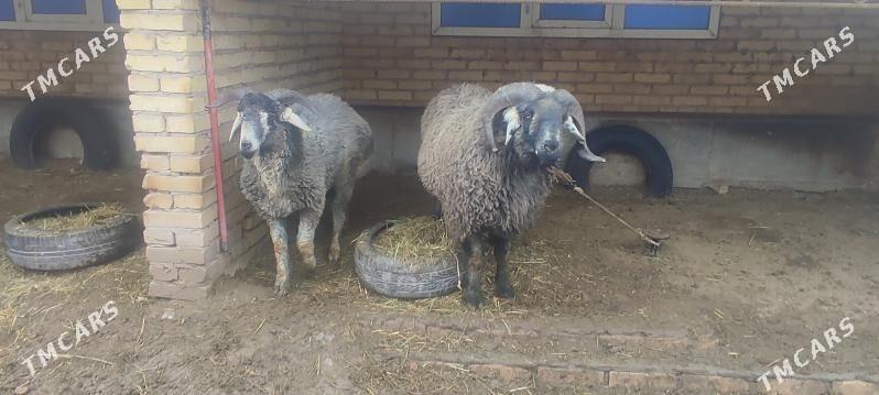 uruşgan goć - Чарджоу - img 1