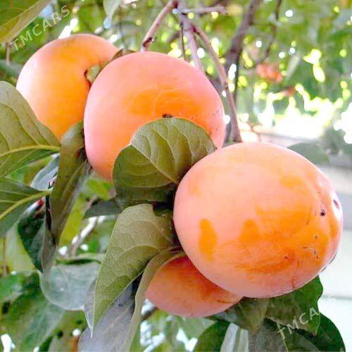 Hurma-korolýok mestni - Täze zaman - img 1