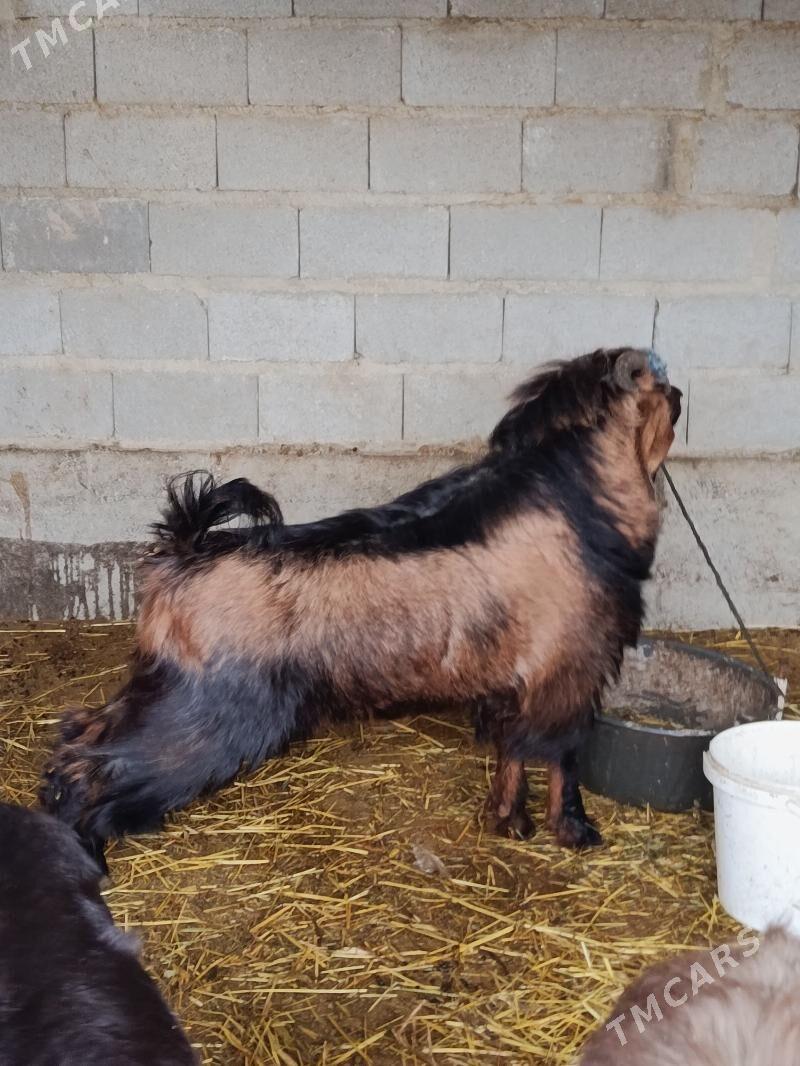 Pakistan Teke - Бахарден - img 1